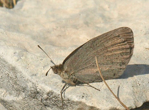 Provencalsk Klippebjergrandøje, Erebia scipio. Montagne de Lure (1715 m), Alpes-de-Haute-Provence, Frankrig d. 28/7 2020. Fotograf; Emil Bjerregård