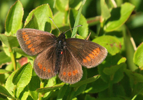Sudeterbjergrandøje, Erebia sudetica ssp. liorana. Col de Redondet (1520 m), Massif Central, Cantal, Frankrig d. 25/7 2020. Fotogrtaf; Emil Bjerregård