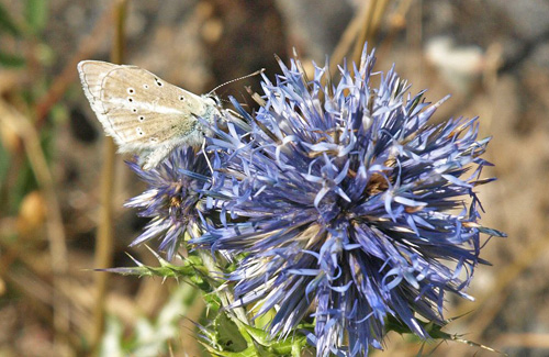 Lys Stregblfugl, Polyommatus (Agrodiaetus) dolus ssp: vittatus. Combe Aubert 680 m., Soulagets, Hrault, Frankrig d. 26/7 – 2020. Fotograf; Emil Bjerregrd