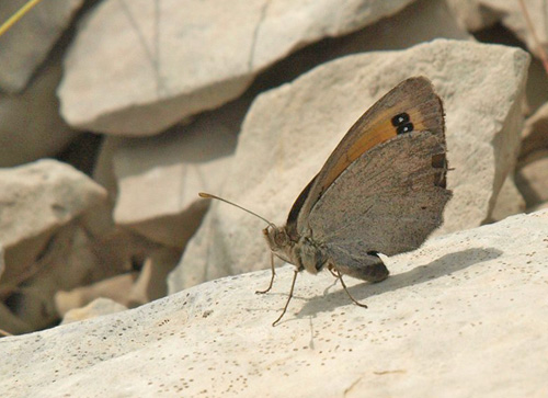 Provencalsk Klippebjergrandøje, Erebia scipio. Montagne de Lure (1715 m), Alpes-de-Haute-Provence, Frankrig d. 28/7 2020. Fotograf; Emil Bjerregård