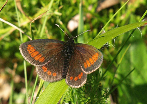 Sudeterbjergrandøje, Erebia sudetica ssp. liorana. Col de Redondet (1520 m), Massif Central, Cantal, Frankrig d. 25/7 2020. Fotogrtaf; Emil Bjerregård