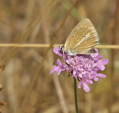 Lys Stregblfugl, Polyommatus (Agrodiaetus) dolus ssp: vittatus. Combe Aubert 680 m., Soulagets, Hrault, Frankrig d. 26/7 – 2020. Fotograf; Emil Bjerregrd