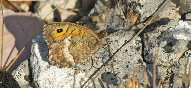 Falsk Sandrandøje, Arethusana arethusa. Grand Site 620 m., Navacelles, Hérault, Cevennes Frankrig d. 26 juli 2020. Fotograf; Emil Bjerregård