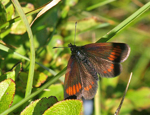 Sudeterbjergrandøje, Erebia sudetica ssp. liorana. Col de Redondet (1520 m), Massif Central, Cantal, Frankrig d. 25/7 2020. Fotogrtaf; Emil Bjerregård