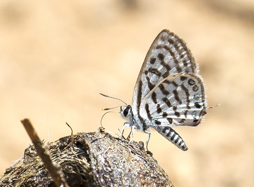 Lille Tigerblfugl, Tarucus balkanicus. Kerkini Lake National Park, Grkenland d. 2 juli 2020. Fotograf; Knud Ellegaard