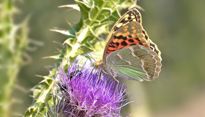 Kardinal, Argynnis pandora hun. Kerkini Lake National Park, Grkenland d. 3 juli 2020. Fotograf; Knud Ellegaard