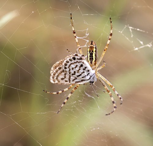 Lille Tigerblfugl, Tarucus balkanicus. Kerkini Lake National Park, Grkenland d. 5 juli 2020. Fotograf; Knud Ellegaard