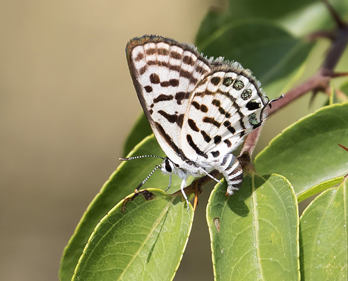 Lille Tigerblfugl, Tarucus balkanicus. Kerkini Lake National Park, Grkenland d. 7 juli 2020. Fotograf; Knud Ellegaard