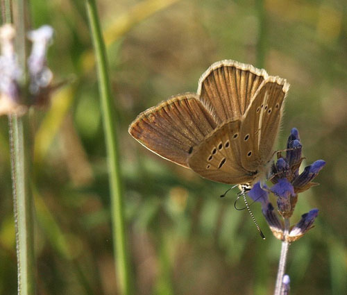 Brun Stregblfugl, Polyommatus (Agrodiaetus) ripartii.ssp. exuberans Amazas 1200-1250 m., Piemonte, Italien d. 22 juli 2020. Fotograf; Emil Bjerregrd 