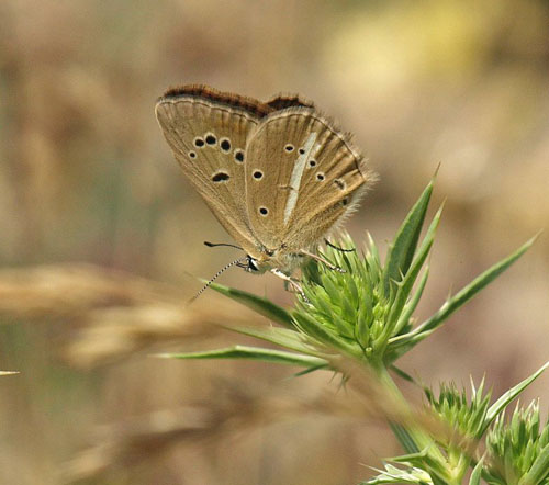 Brun Stregblfugl, Polyommatus (Agrodiaetus) ripartii.ssp. exuberans Amazas 1200-1250 m., Piemonte, Italien d. 22 juli 2020. Fotograf; Emil Bjerregrd 