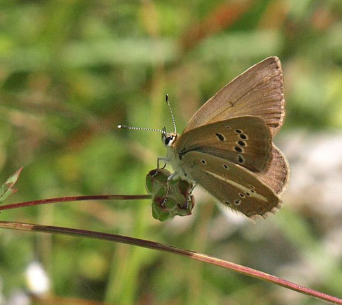 Brun Stregblfugl, Polyommatus (Agrodiaetus) ripartii.ssp. exuberans Amazas 1200-1250 m., Piemonte, Italien d. 22 juli 2020. Fotograf; Emil Bjerregrd 