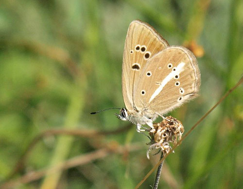 Brun Stregblfugl, Polyommatus (Agrodiaetus) ripartii.ssp. exuberans Amazas 1200-1250 m., Piemonte, Italien d. 22 juli 2020. Fotograf; Emil Bjerregrd 