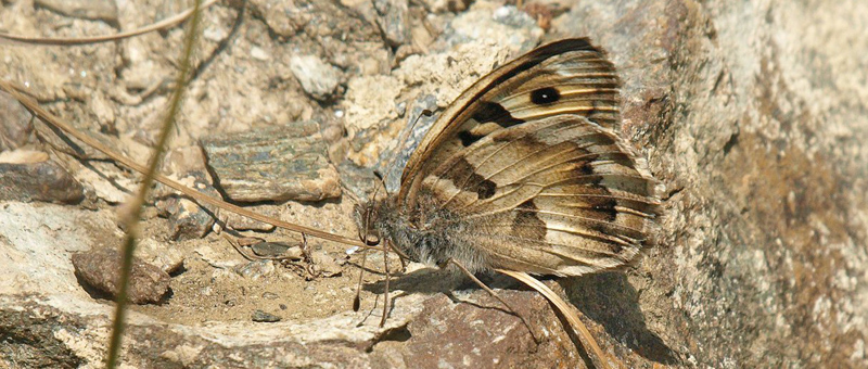 Eremit, Chazara briseis. Amazas 1200-1250 m., Piemonte, Italien d. 22 juli 2020. Fotograf; Emil Bjerregrd