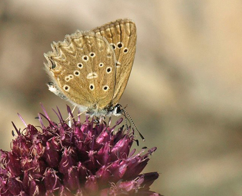 Takket Slvblfugl, Polyommatus daphnis hun. Amazas 1200-1250 m., Piemonte, Italien d. 22 juli 2020. Fotograf; Emil Bjerregrd