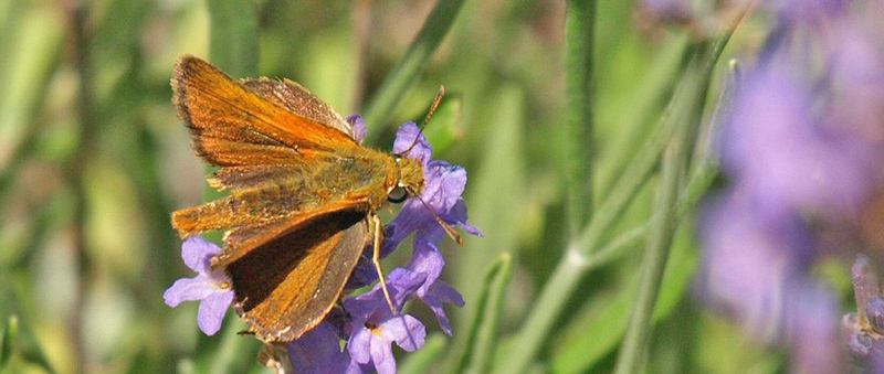 Mrk Skrstregbredpande, Thymelicus acteon han. Amazas 1200-1250 m., Piemonte, Italien d. 22 juli 2020. Fotograf; Emil Bjerregrd