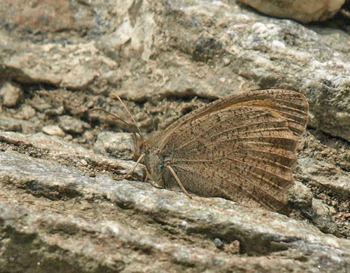 Lille Grsrandje, Hyponephele lycaon. Amazas 1200-1250 m., Piemonte, Italien d. 22 juli 2020. Fotograf; Emil Bjerregrd