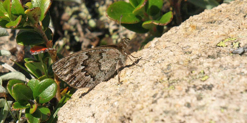 Messingbjergrandøje, Erebia cassioides. Rasciesa (2200 m), Ortisei, Trentino-Alto Adige, Italien d. 31/7 2020. Fotograf; Emil Bjerregård