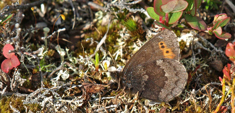 Nordlig Mosebjergrandje, Erebia disa. Baeskades (440 m), Troms og Finnmark, Norge d. 3 juli 2020. Fotograf; Emil Bjerregrd