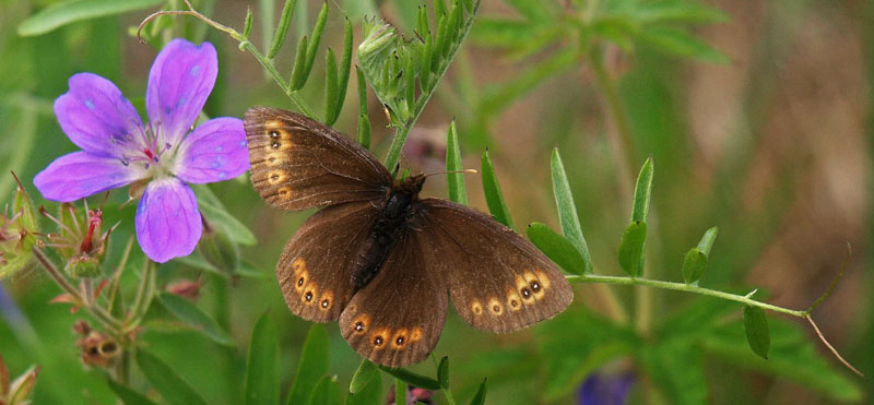 Polarringvinge, Erebia polaris hun. Kfjord, Finmarken, Norge d. 11 juli 2021. Fotograf; Emil Bjerregrd