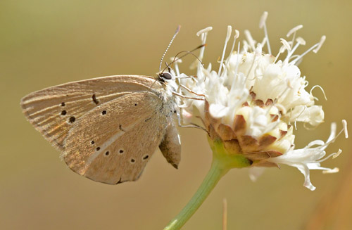 Brun Stregblfugl, Polyommatus (Agrodiaetus) ripartii hun?  Albarracn, Teruel, Spanien d. 30 juli 2020. Fotograf; John Vergo