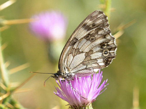 Iberisk Skakbrætrandøje, Melanargia lachesis. Tragacete, Aragon, Spanien d. 1 august 2020. Fotograf; John Vergo