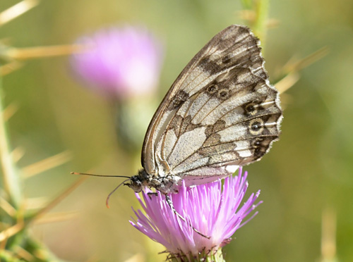 Iberisk Skakbrtrandje, Melanargia lachesis. Tragacete, Aragon, Spanien d. 1 august 2020. Fotograf; John Vergo