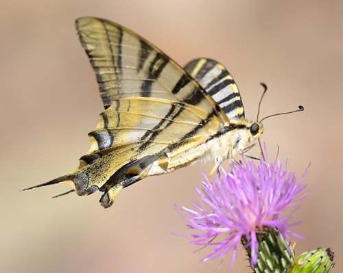 Iberisk Svalehale, Iphiclides festhamelii. Noguera, Aragon, Spanien d. 31 juli 2020. Fotograf; John Vergo