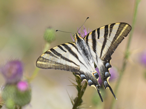 Iberisk Svalehale, Iphiclides festhamelii. Noguera, Aragon, Spanien d. 31 juli 2020. Fotograf; John Vergo