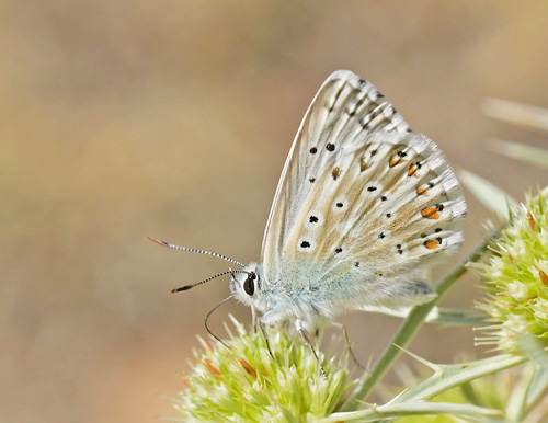 Hvid Slvblfugl, Lysandra albicans han. Nouera, Aragon, Spanien d. 31 juli 2020. Fotograf; John Vergo