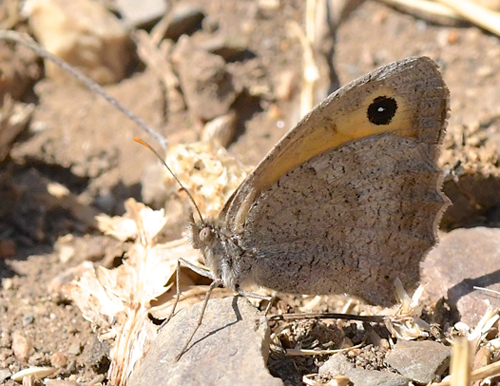 Lille Grsrandje, Hyponephele lycaon. Noguera, Aragon, Spanien d. 31 juli 2020. Fotograf; John Vergo