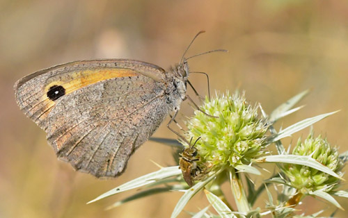 Lille Grsrandje, Hyponephele lycaon. Noguera, Aragon, Spanien d. 31 juli 2020. Fotograf; John Vergo