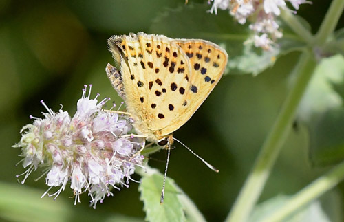 Spansk Ildfugl, Lycaena bleusei  han. Noguera, Aragon, Spanien d. 31 juli 2020. Fotograf; John Vergo