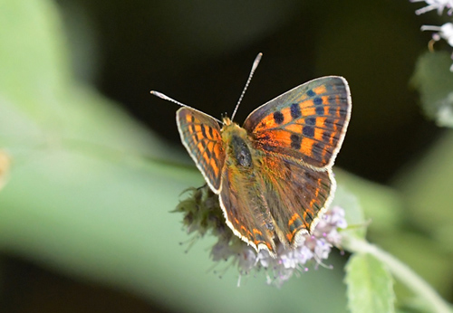 Spansk Ildfugl, Lycaena bleusei  han. Noguera, Aragon, Spanien d. 31 juli 2020. Fotograf; John Vergo