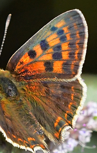 Spansk Ildfugl, Lycaena bleusei  han. Noguera, Aragon, Spanien d. 31 juli 2020. Fotograf; John Vergo