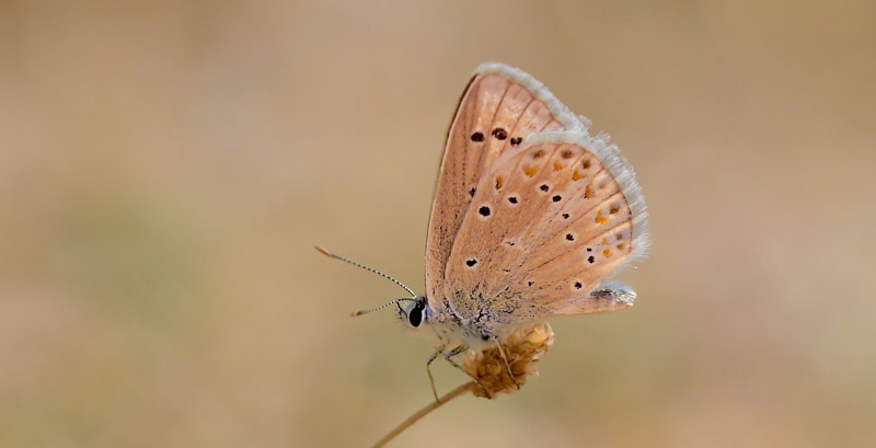 Spansk Blfugl, Polyommatus nivescens. Tragacete, Aragon, Spanien d. 1 august 2020. Fotograf; John Vergo