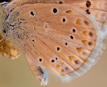 Spansk Blåfugl, Polyommatus nivescens. Tragacete, Aragon, Spanien d. 1 august 2020. Fotograf; John Vergo
