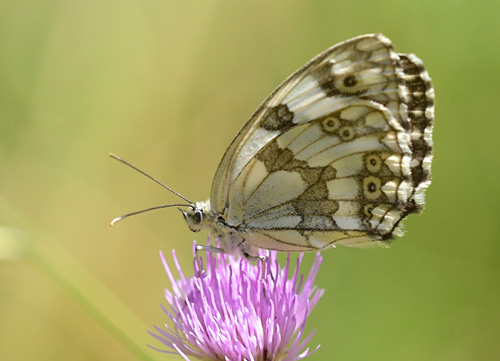 Iberisk Skakbrtrandje, Melanargia lachesis.  Noguera, Aragon, Spanien d. 31 juli 2020. Fotograf; John Vergo