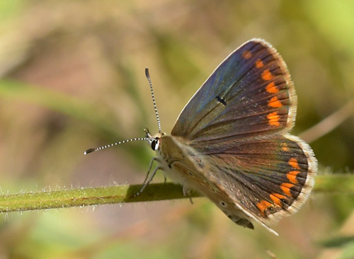 Sydlig Sortbrun Blfugl, Aricia montensis hun. Bronchales, Aragon, Spanien d. 31 juli 2020. Fotograf; John Vergo