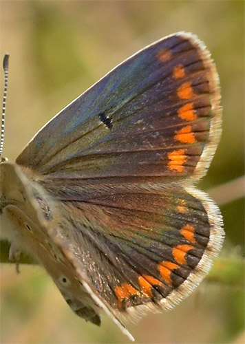 Sydlig Sortbrun Blfugl, Aricia montensis hun. Bronchales, Aragon, Spanien d. 31 juli 2020. Fotograf; John Vergo