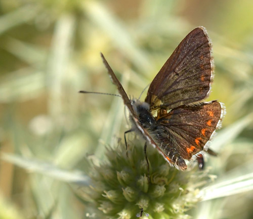 Sydlig Sortbrun Blfugl, Aricia montensis han. Bronchales, Aragon, Spanien d. 31 juli 2020. Fotograf; John Vergo