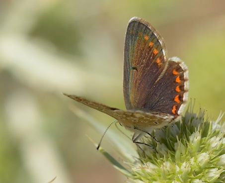 Sydlig Sortbrun Blåfugl, Aricia montensis hun. Bronchales, Aragon, Spanien d. 31 juli 2020. Fotograf; John Vergo