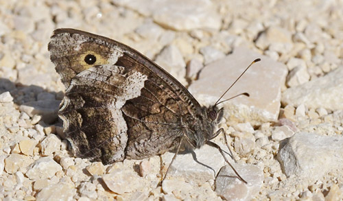 Klipperandøje, Hipparchia alcyone han. Tragacete, Aragon, Spanien d. 1 august 2020. Fotograf; John Vergo