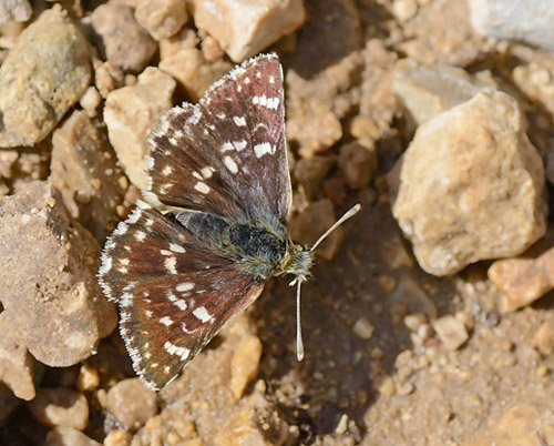 Rosenbredpande, Spialia rosae. Tragacete, Aragon, Spanien d. 1 august 2020. Fotograf; John Vergo 
