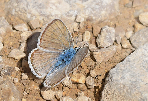 Spansk Blfugl, Polyommatus nivescens. Noguera, Aragon, Spanien d. 31 juli 2020. Fotograf; John Vergo