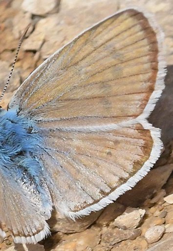 Spansk Blfugl, Polyommatus nivescens. Noguera, Aragon, Spanien d. 31 juli 2020. Fotograf; John Vergo