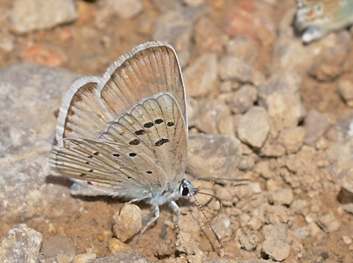 Spansk Blfugl, Polyommatus nivescens. Noguera, Aragon, Spanien d. 31 juli 2020. Fotograf; John Vergo