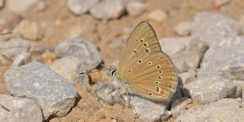 Spansk Pelsblfugl, Polyommatus (Agrodiaetus) fabressei han. Tragacete, Cuenca, Spanien d. 1 august 2020. Fotograf; John Vergo