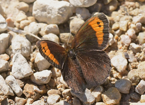 Spansk Bjergrandøje, Erebia zapateri. Tragacete, Aragon, Spanien d. 1 august 2020. Fotograf; John Vergo