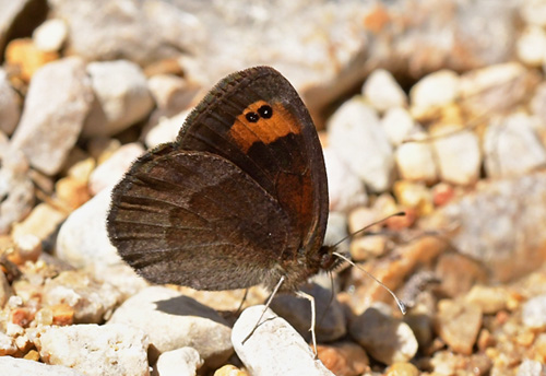 Spansk Bjergrandøje, Erebia zapateri. Tragacete, Aragon, Spanien d. 1 august 2020. Fotograf; John Vergo