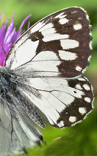 Iberisk Skakbrætrandøje, Melanargia lachesis. Tragacete, Aragon, Spanien d. 1 august 2020. Fotograf; John Vergo